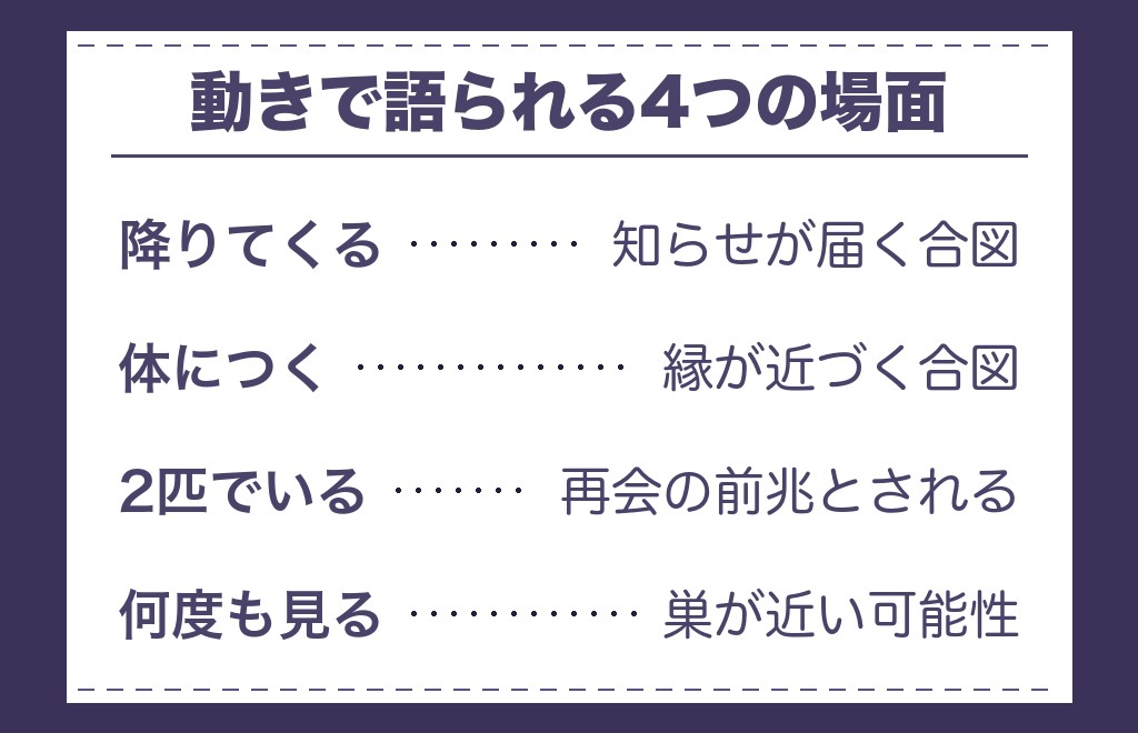 蜘蛛が近づく予兆とツインレイの再会の語られ方