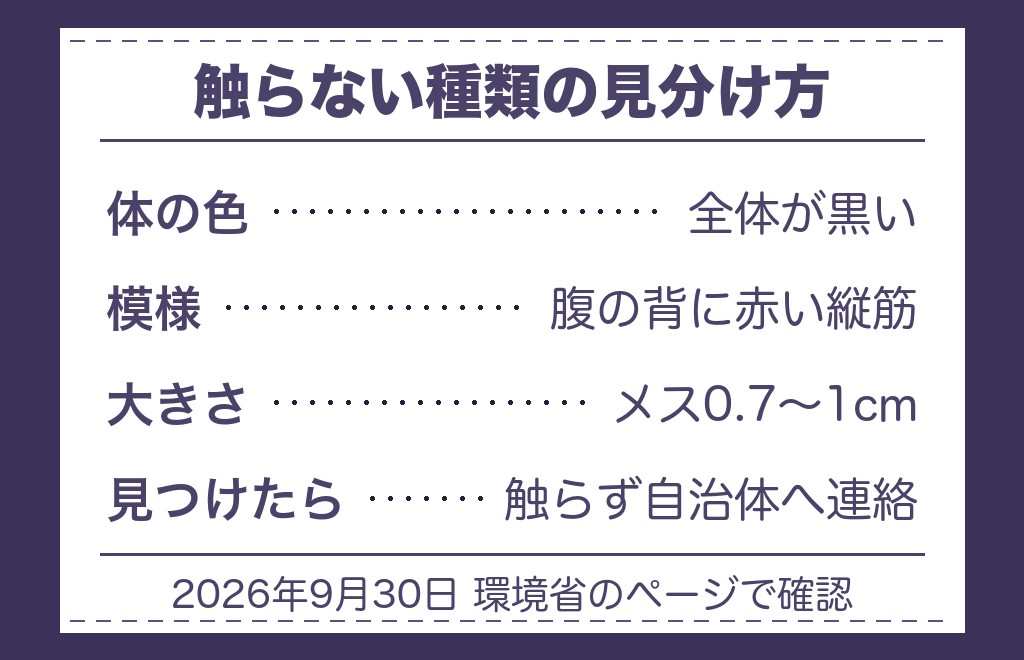 蜘蛛をツインレイのサインと決める前に見ておくこと